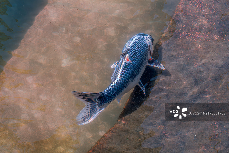 游动鲤鱼的特写图片素材