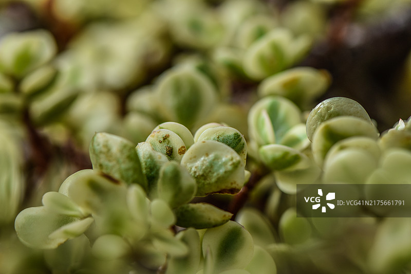 美国俄亥俄州曼斯菲尔德植物特写图片素材