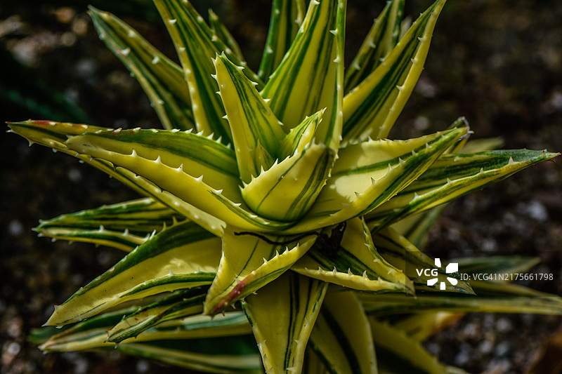 美国俄亥俄州曼斯菲尔德植物特写图片素材