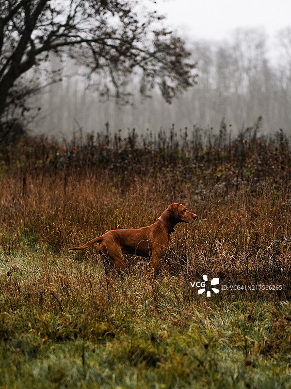 狗狗在草地上行走的侧视图图片素材