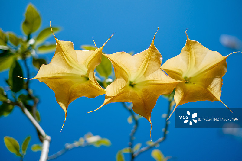 美国华盛顿州西雅图的黄色花卉植物特写图片素材