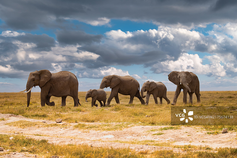安博塞利国家公园的象群图片素材
