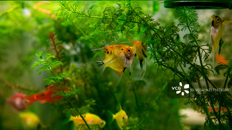 植物上的蝴蝶特写图片素材