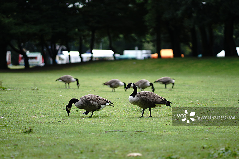 田野上的鸟图片素材