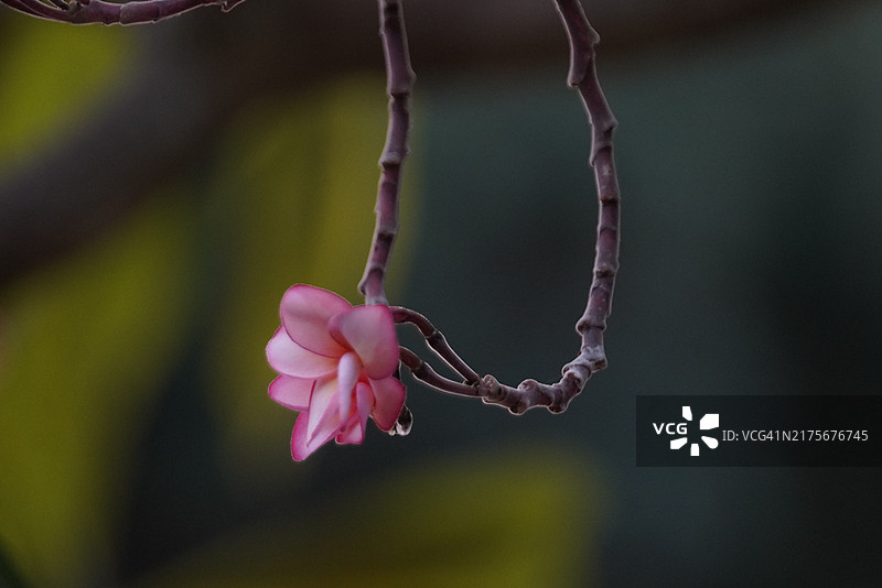 粉色花朵的特写镜头图片素材