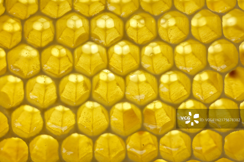 蜂窝特写照片图片素材
