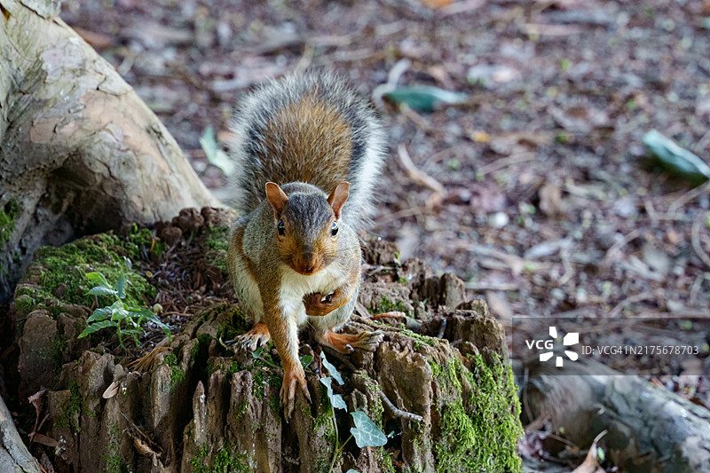 九月意大利蒙扎公园里的松鼠图片素材