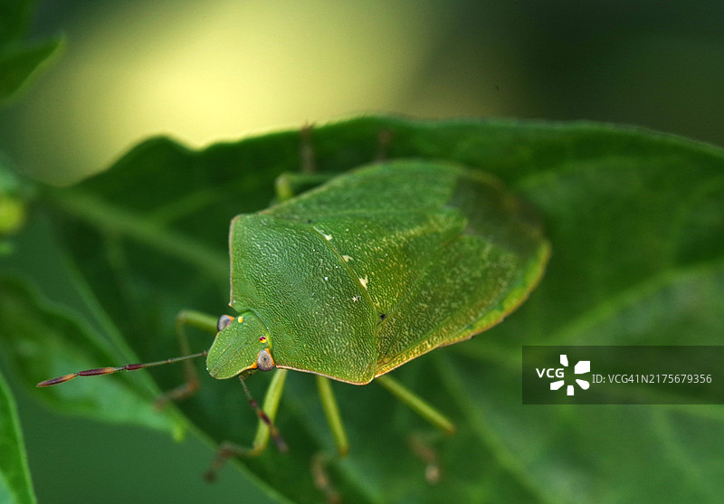 昆虫特写镜头图片素材