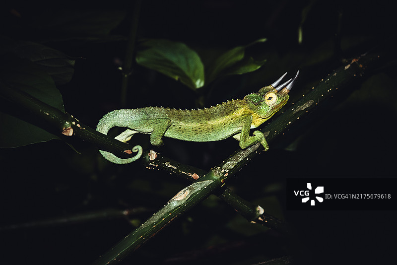 夏威夷的绿色变色龙图片素材