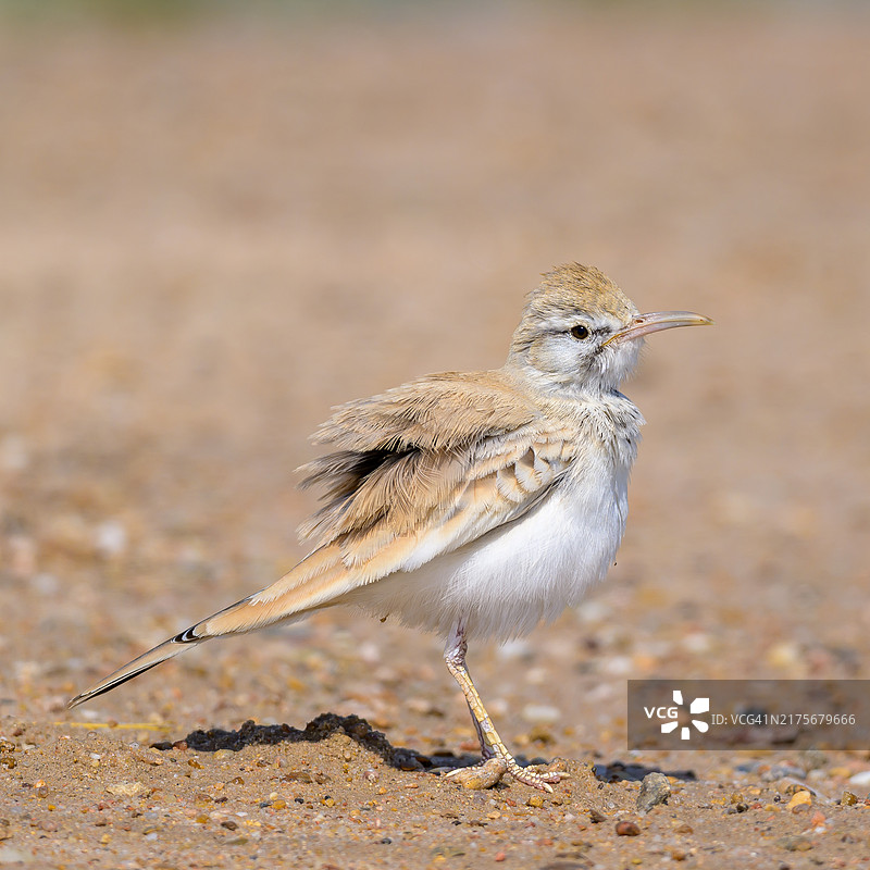 地 lark，单只鸟在卡塔尔的地面上图片素材