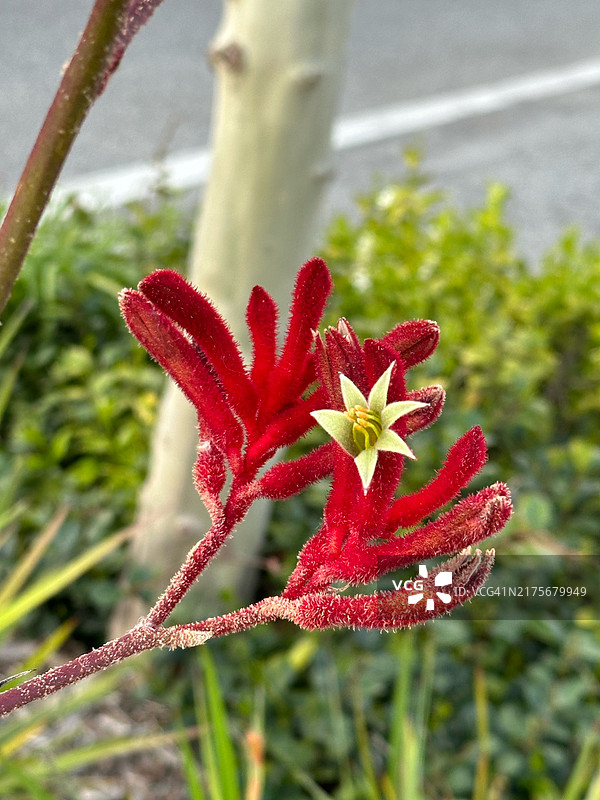 红色开花植物特写，澳大利亚西澳大利亚州珀斯图片素材
