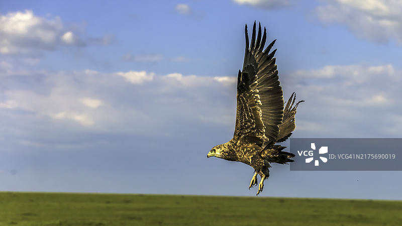 在马赛马拉大草原上飞行的棕褐色鹰图片素材