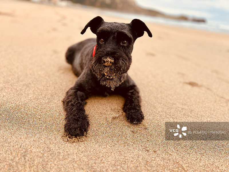 坐在海滩上的狗狗肖像图片素材