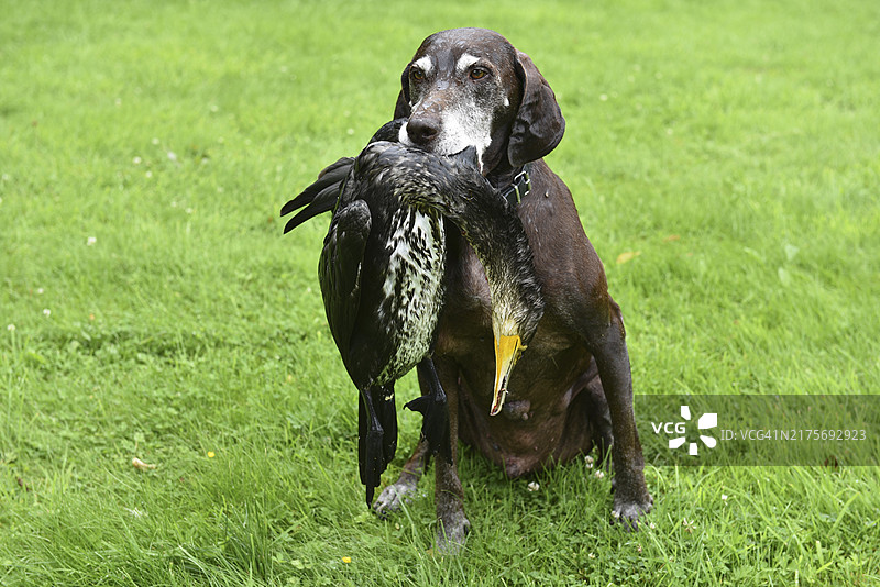 狩猎后，猎犬与鸬鹚图片素材