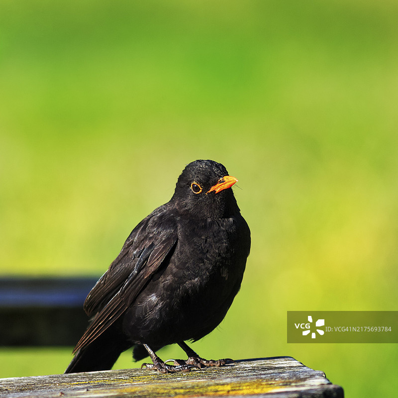 长凳上的乌鸫（圣玛丽岛，锡利群岛，康沃尔，英格兰，英国）图片素材