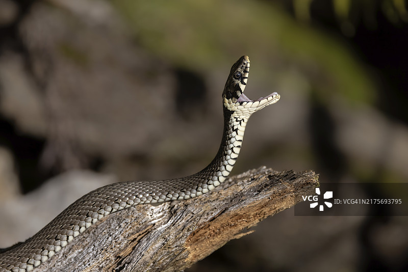 张开大嘴的草蛇，奥地利图片素材