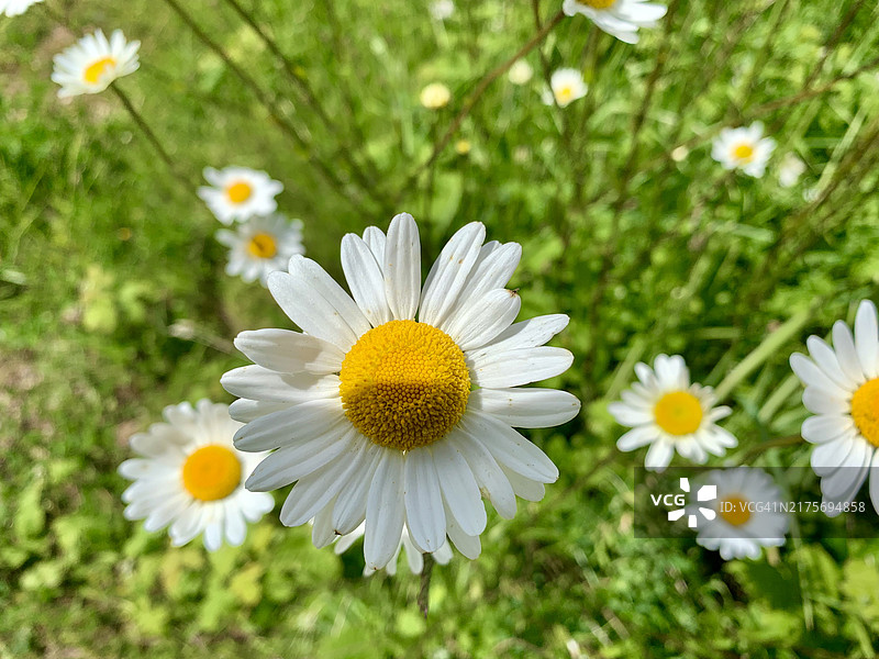 英国彼得利白色雏菊特写图片素材