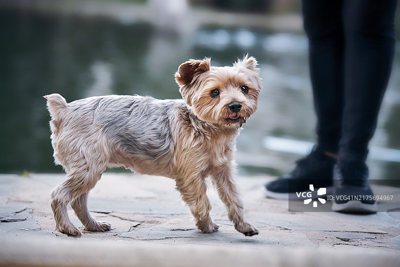 在公园里奔跑的可爱约克夏犬图片素材