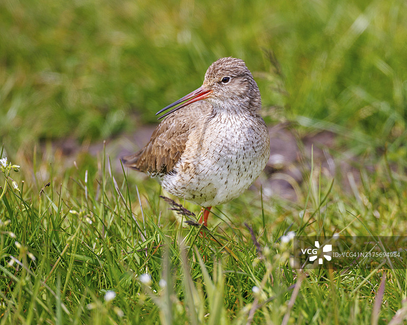 红脚鹬，荷兰特塞尔岛图片素材