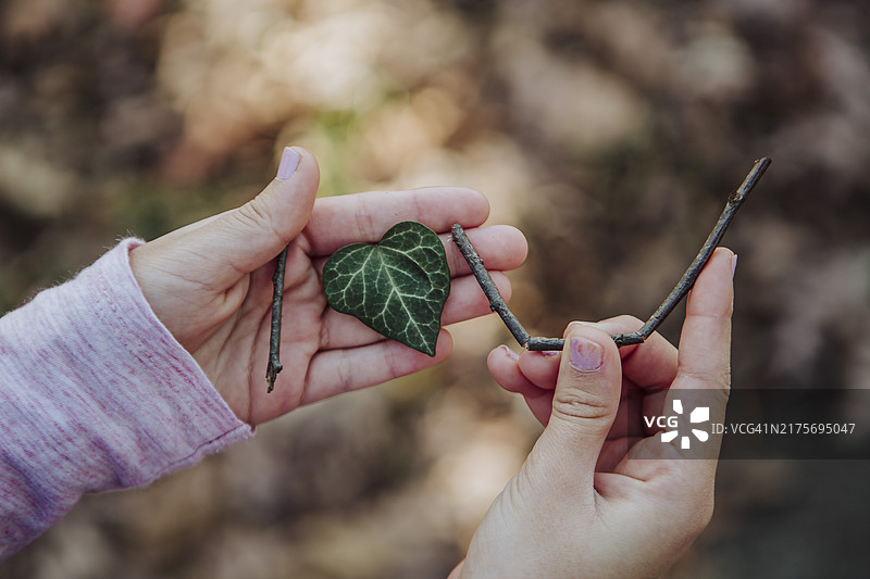 手持树叶特写，美国宾夕法尼亚州兰开斯特图片素材