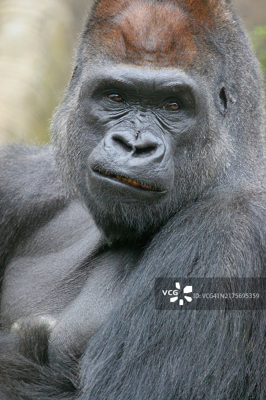 西部低地山地大猩猩特写，美国纽约布朗克斯图片素材