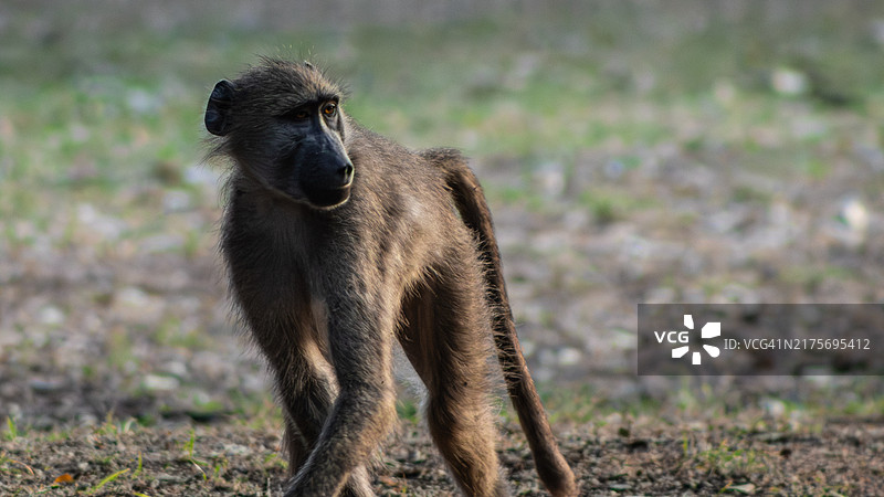 站在田野上的狒狒特写图片素材