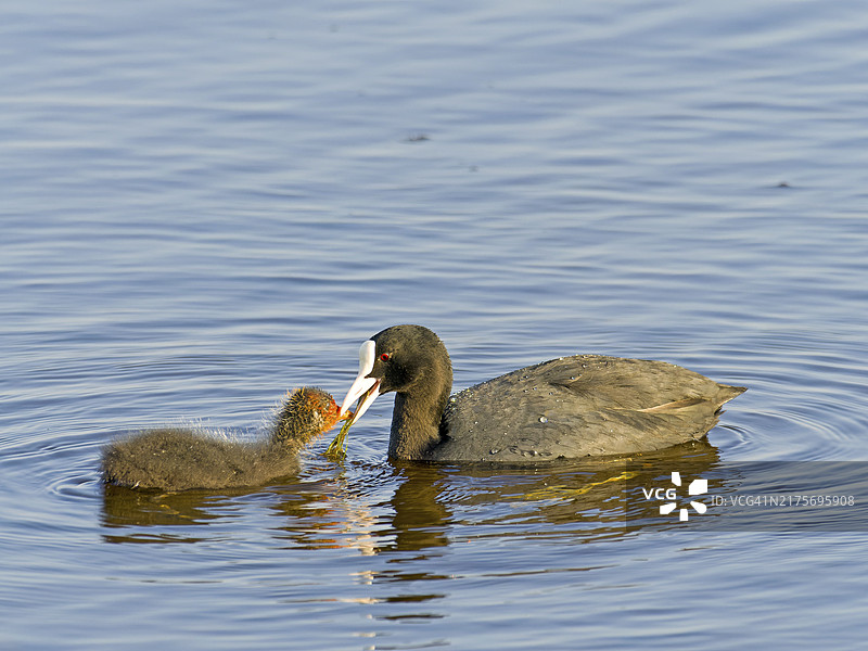 普通骨顶鸡喂食雏鸟，荷兰特塞尔岛图片素材