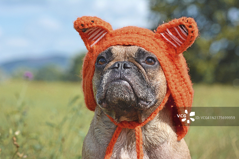 打扮成狐狸的可爱棕色法国斗牛犬图片素材