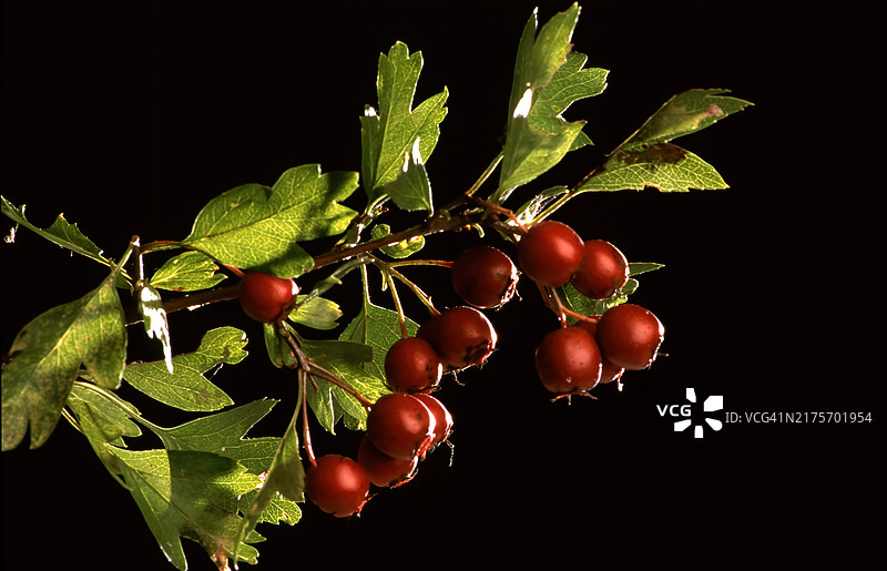 山楂果（Crataegus laevigata），保罗猩红，干花、叶和果实用于治疗心脏和循环系统疾病的茶或酒精提取物，药用草药用途，不保证疗效图片素材
