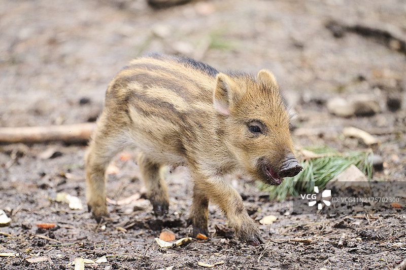 森林中的小野猪（德国巴伐利亚州）图片素材