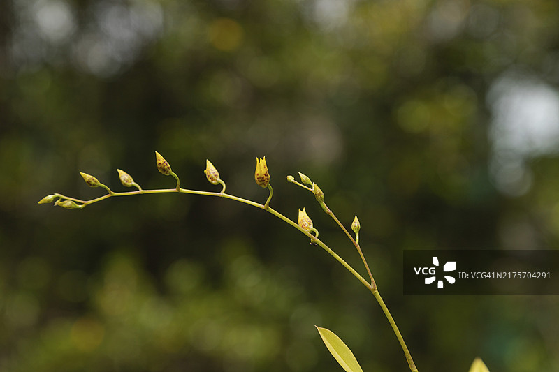 植物园中的黄色兰花，选择性聚焦，留白，马来西亚古晋兰花园图片素材