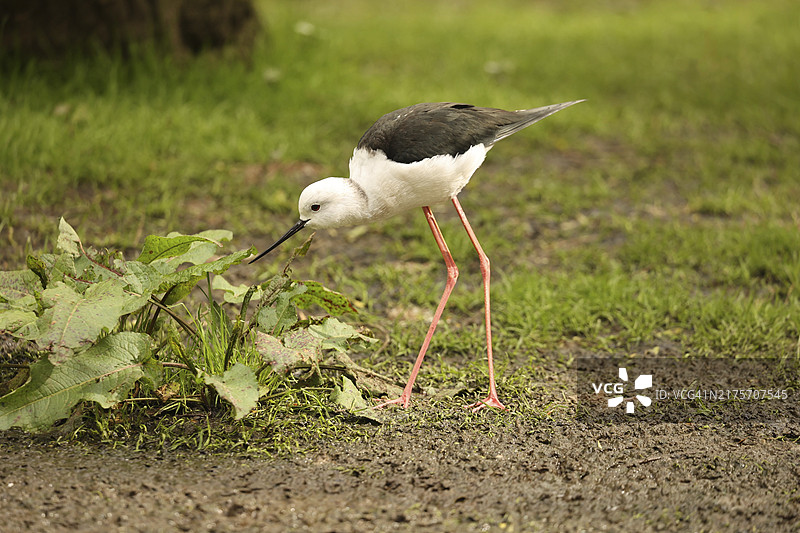 黑翅长脚鹬图片素材