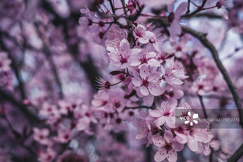 特写：粉色樱花，焦点选择图片素材