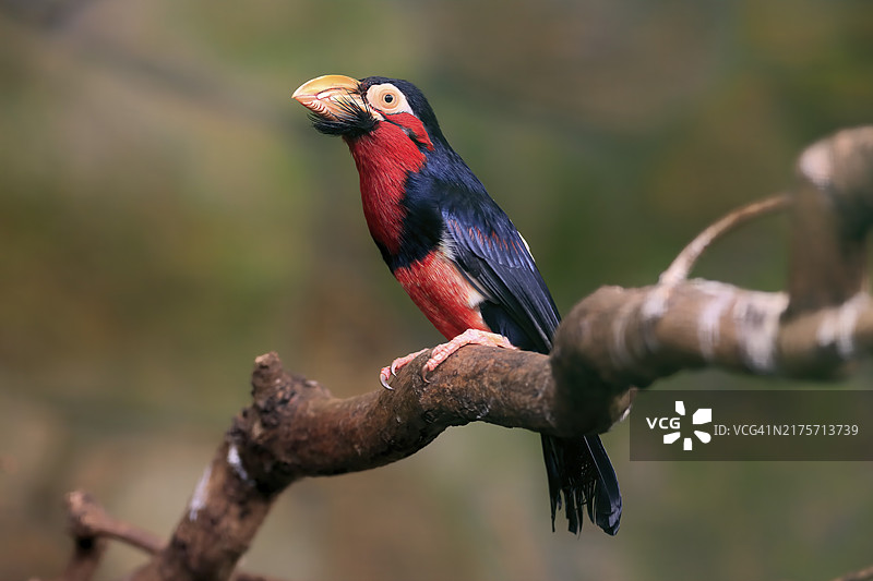 须鴷，（Lybius dubius），成年雄性，等待，树，圈养图片素材