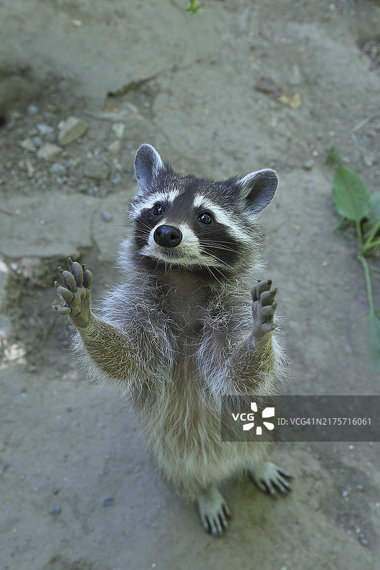 德国北莱茵-威斯特法伦州的宠物浣熊乞求食物图片素材