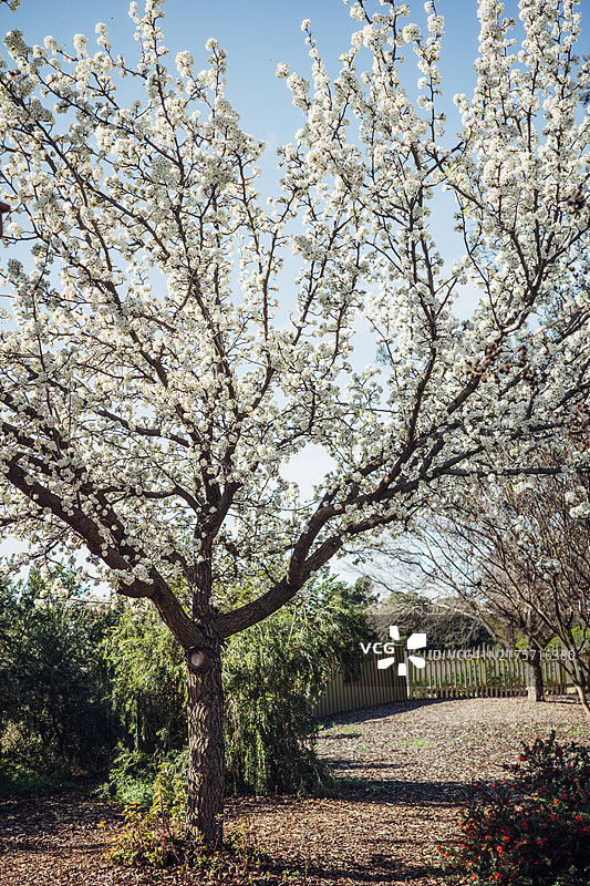 花园里盛开的梨树（Pyrus communis）图片素材