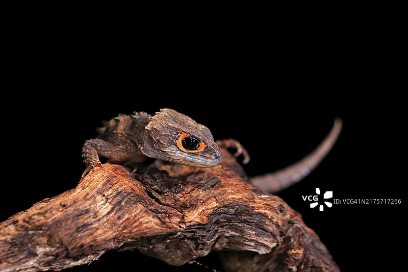 红眼鳄蜥，成体，肖像，在树上，圈养，新几内亚图片素材