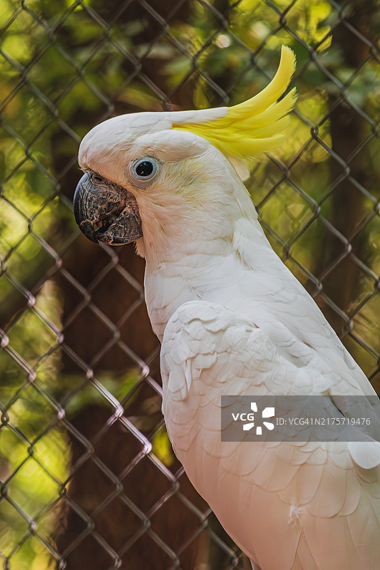 笼中鹦鹉特写图片素材