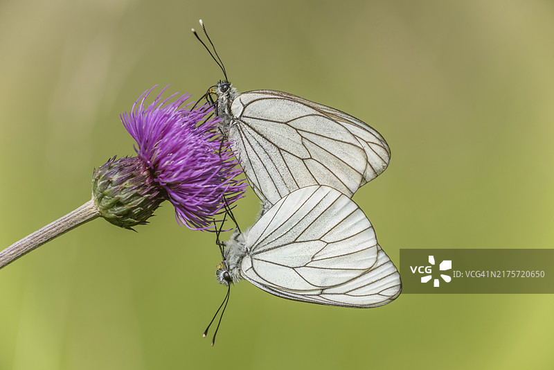 黑脉白蝶（Aporia crataegi）在春季的自然草地上。法国阿尔萨斯巴斯-朗地区，欧洲图片素材