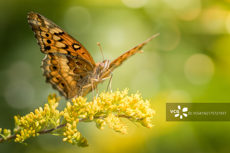 美国印第安纳州新卡莱尔，蝴蝶在花朵上授粉特写图片素材
