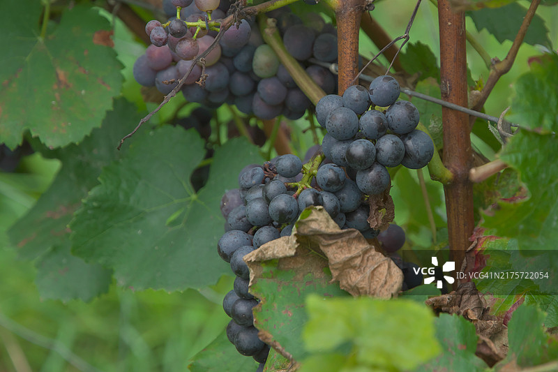 葡萄园中生长的葡萄特写图片素材