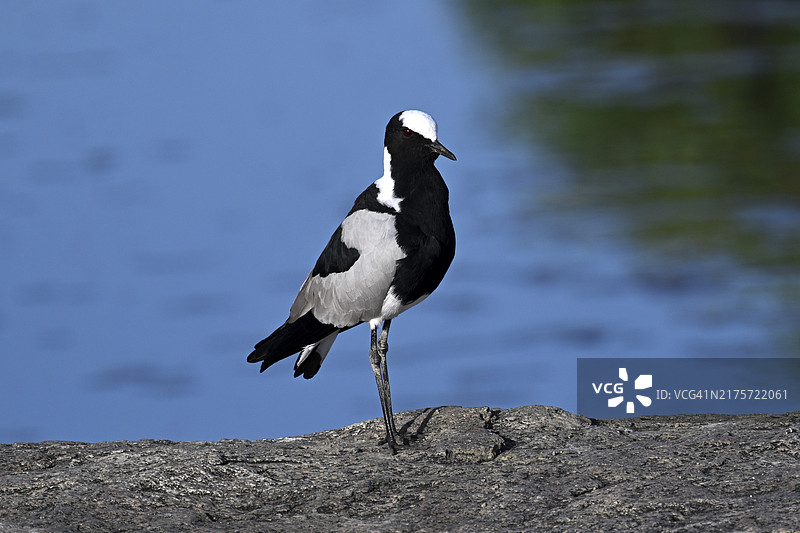 黑背麦鸡，坦桑尼亚塞伦盖蒂国家公园，非洲图片素材