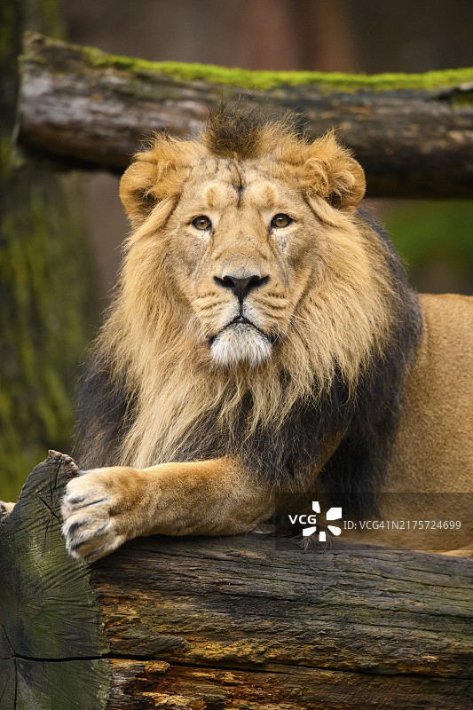 圈养的亚洲雄狮卧于树干上，栖息于印度图片素材
