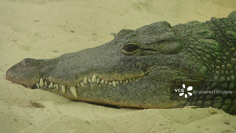 湖中鳄鱼的俯视角度照片图片素材