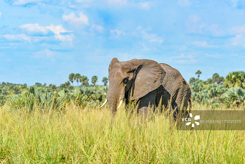 旷野天空背景下的非洲象图片素材