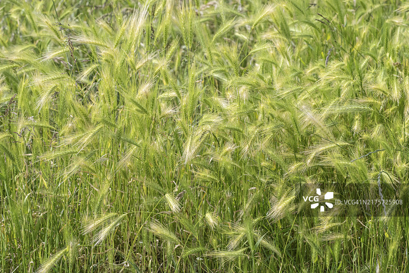 大麦，梅克伦堡-西波美拉尼亚，德国，欧洲图片素材