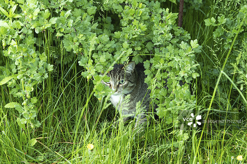 绿眼灰色斑点猫在灌木丛中观察图片素材