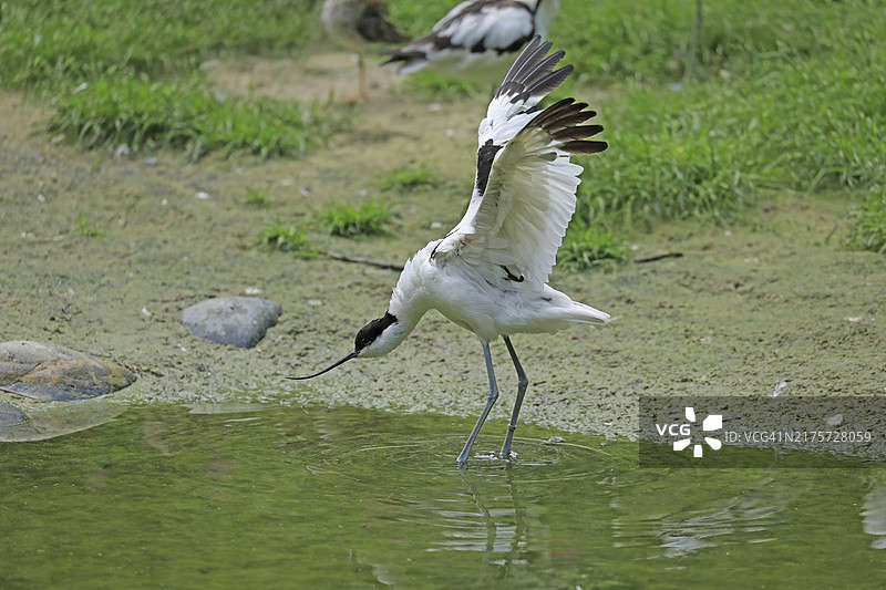 黑翅长脚鹬图片素材