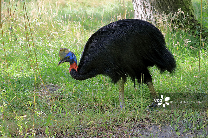 单垂鹤鸵，成年，觅食，圈养，巴布亚新几内亚，大洋洲图片素材