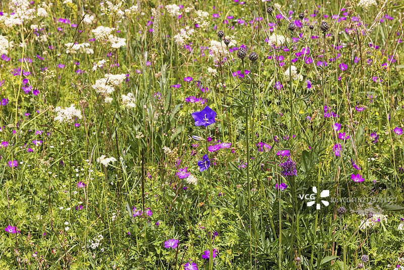 盛开野花的草甸图片素材
